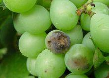 根腐病病原特徵：茄類鐮孢屬半知菌亞門真菌