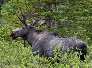 北美東部駝鹿 北美東部駝鹿