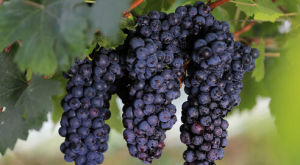 夏黑無核 夏黑無核