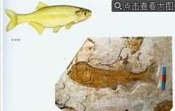 遼西化石 遼西化石