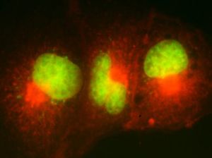 培養的上皮細胞中高爾基體的分布