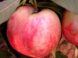 黃河口蜜桃 黃河口蜜桃