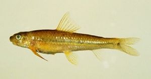 短吻小鰾鮈 短吻小鰾鮈