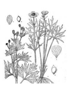 多花毛茛 多花毛茛