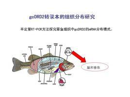 魚腦垂體 魚腦垂體