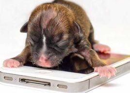 世界最小狗 世界最小狗