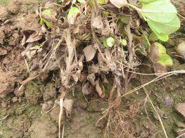 花生根腐病 花生根腐病