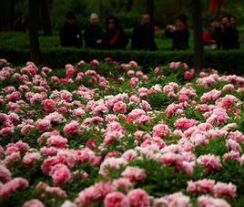 西安牡丹苑 西安牡丹苑