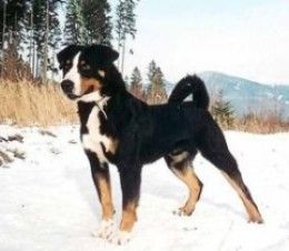 阿彭則牧牛犬 阿彭則牧牛犬