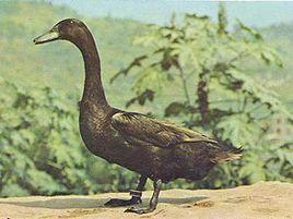 莆田黑鴨 莆田黑鴨