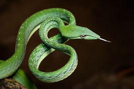 綠瘦蛇
