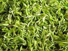 舒城蘭花 舒城蘭花