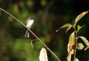 東菲比霸鶲 東菲比霸鶲