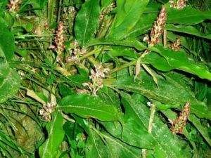 短穗亞群 短穗亞群