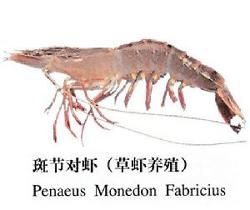 斑節對蝦 斑節對蝦