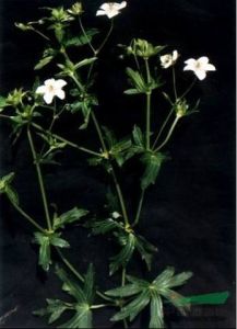 突節老鸛草 突節老鸛草