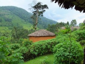 布恩迪國家公園 布恩迪國家公園