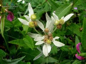 絹茸火絨草 絹茸火絨草