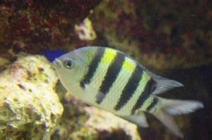 多棘雀鯛 多棘雀鯛