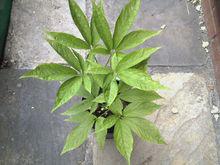 竹節參,源自日本廣島