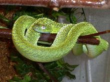 綠林蛇
