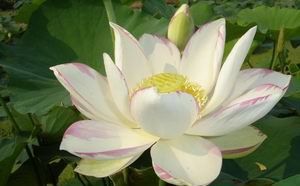 一天四海 一天四海