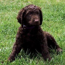 捲毛尋回犬 捲毛尋回犬