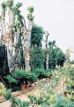 中國花木之鄉——雲田花木風光帶