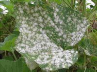 瓠瓜白粉病 瓠瓜白粉病