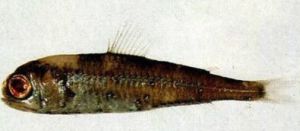 鈍吻明蛇鰻 鈍吻明蛇鰻