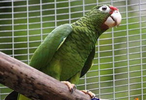 波多黎各鸚鵡 波多黎各鸚鵡