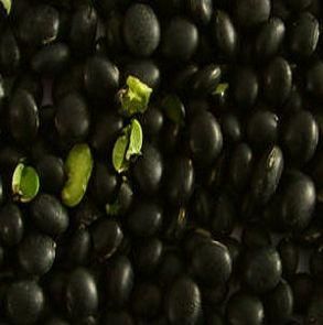 烏皮大豆 烏皮大豆