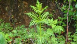 還陽草根 還陽草根