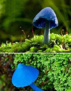 天藍蘑菇 天藍蘑菇