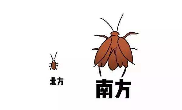 北方的蟑螂與南方的蟑螂 北方的蟑螂與南方的蟑螂