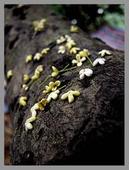 葉落秋已寒 葉落秋已寒