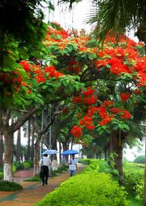 廈門市樹 廈門市樹