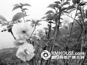 細枝杜鵑 細枝杜鵑