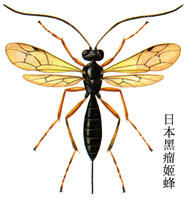 日本黑瘤姬蜂 日本黑瘤姬蜂