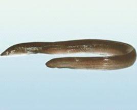 日本鰻鱺 日本鰻鱺