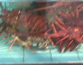 漁公漁婆(幸福大街店) 漁公漁婆(幸福大街店)