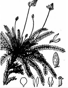 密花棘豆 密花棘豆