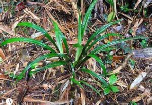 岩生苔草 岩生苔草