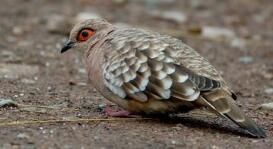 裸眼地鳩 裸眼地鳩