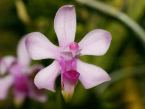 小尖囊蘭 小尖囊蘭