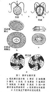 鈣質超微化石 鈣質超微化石