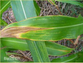 玉米缺銅症 玉米缺銅症