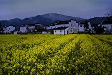 江西婺源思溪延村油菜花