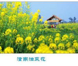 潼南油菜花基地 潼南油菜花基地