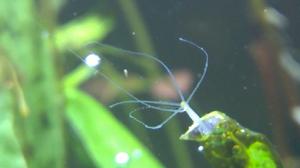 水螅的感性情感